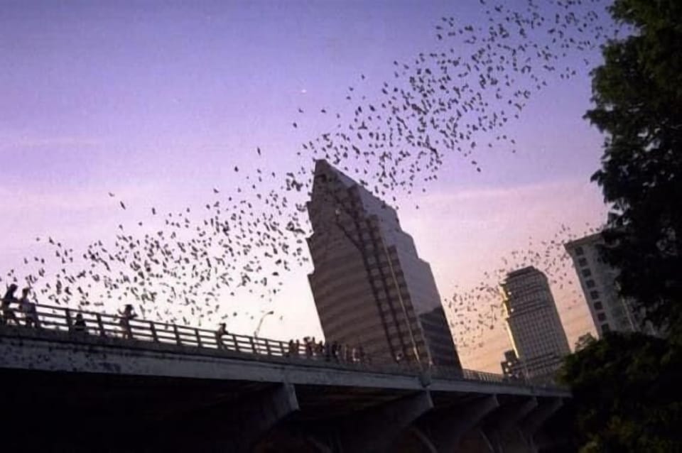 The Austin BATS flying over Lady Bird Lake at the South Congress Bridge.