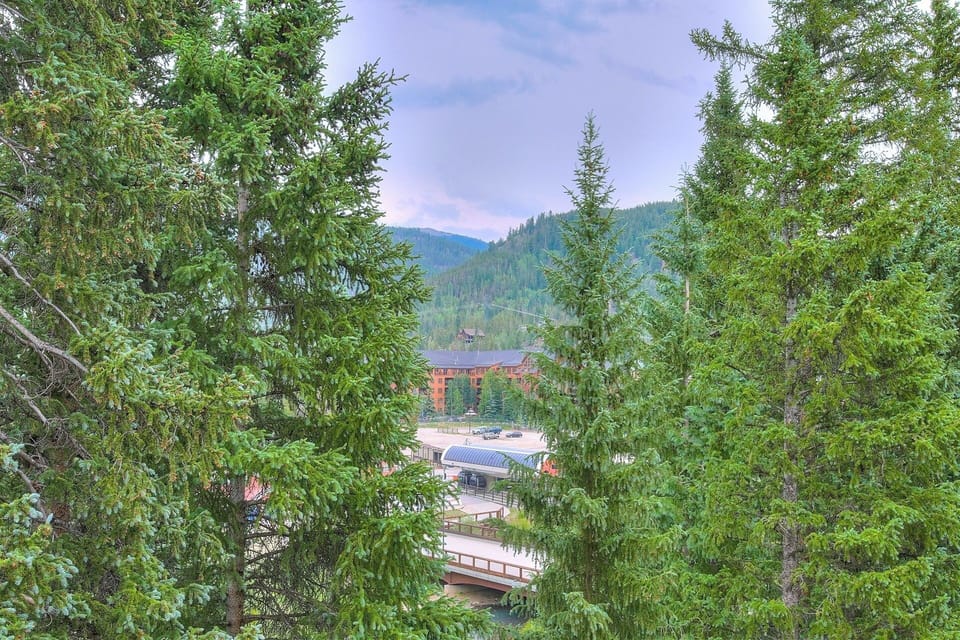 Tree, Fir, Outdoors, Nature