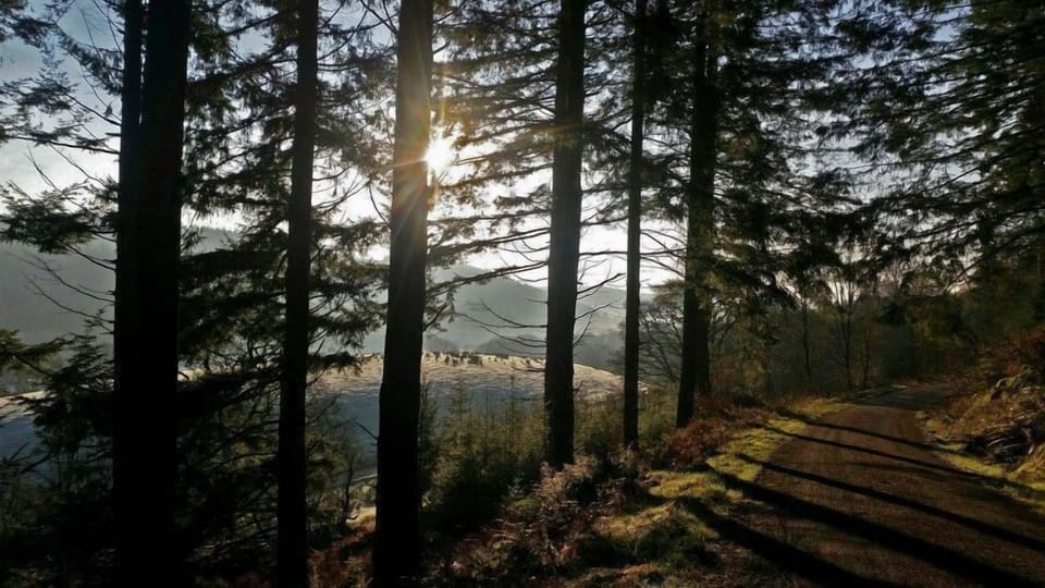 Grizedale Forest in the Lake District
