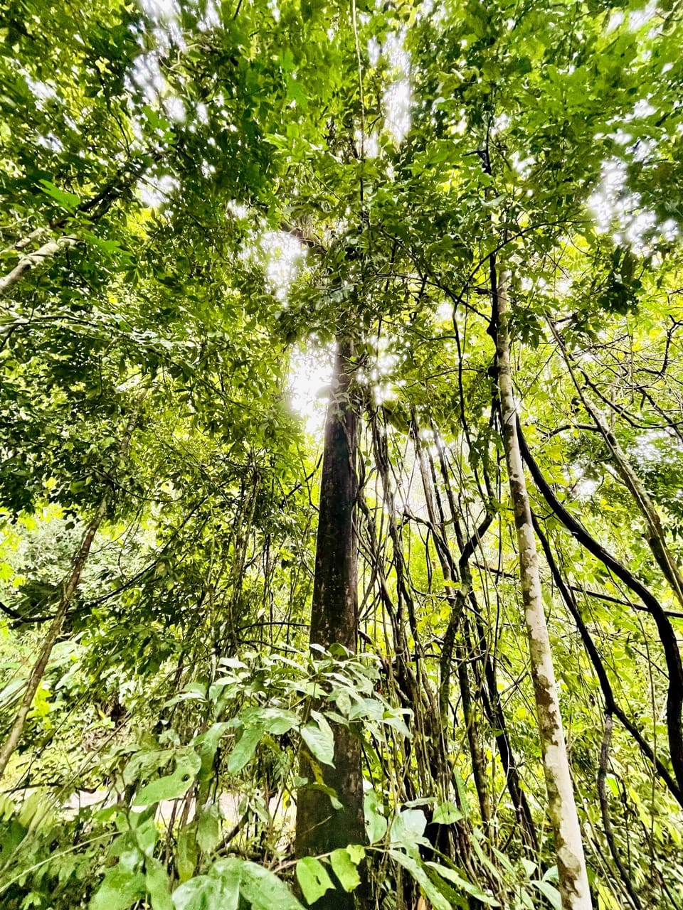 Rainforest