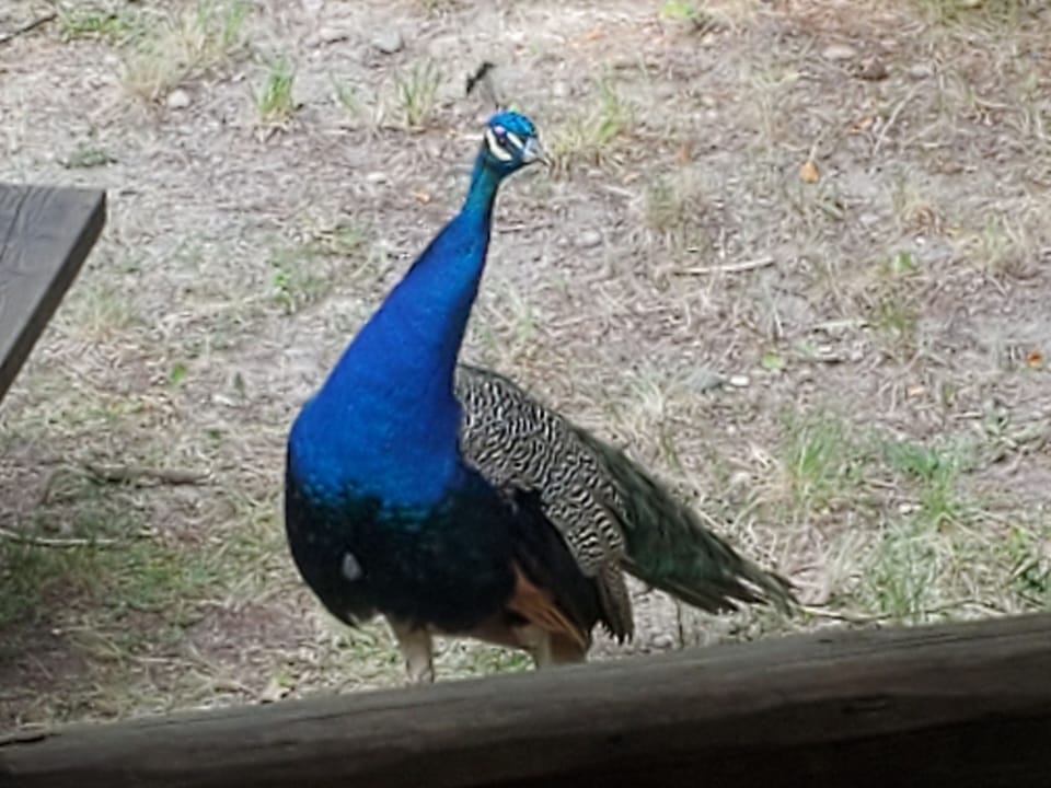 and some unusual wildlife >> Yes there are live peacocks that come and visit.
