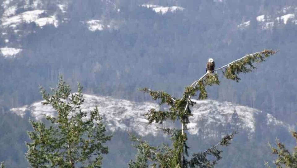 Bald eagles, turkey vultures, deer, hummingbirds, squirrels always nearby