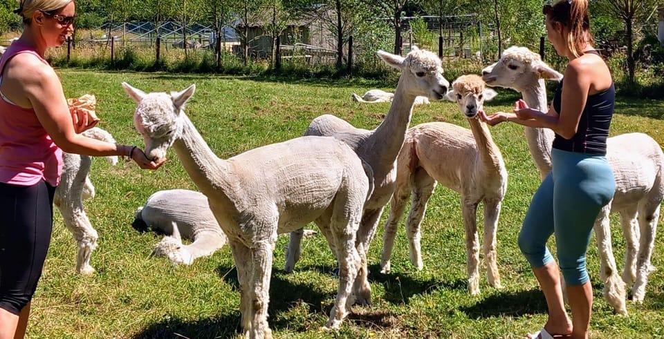 Hand feed the Alpacas whilst you stay. Dreamy !