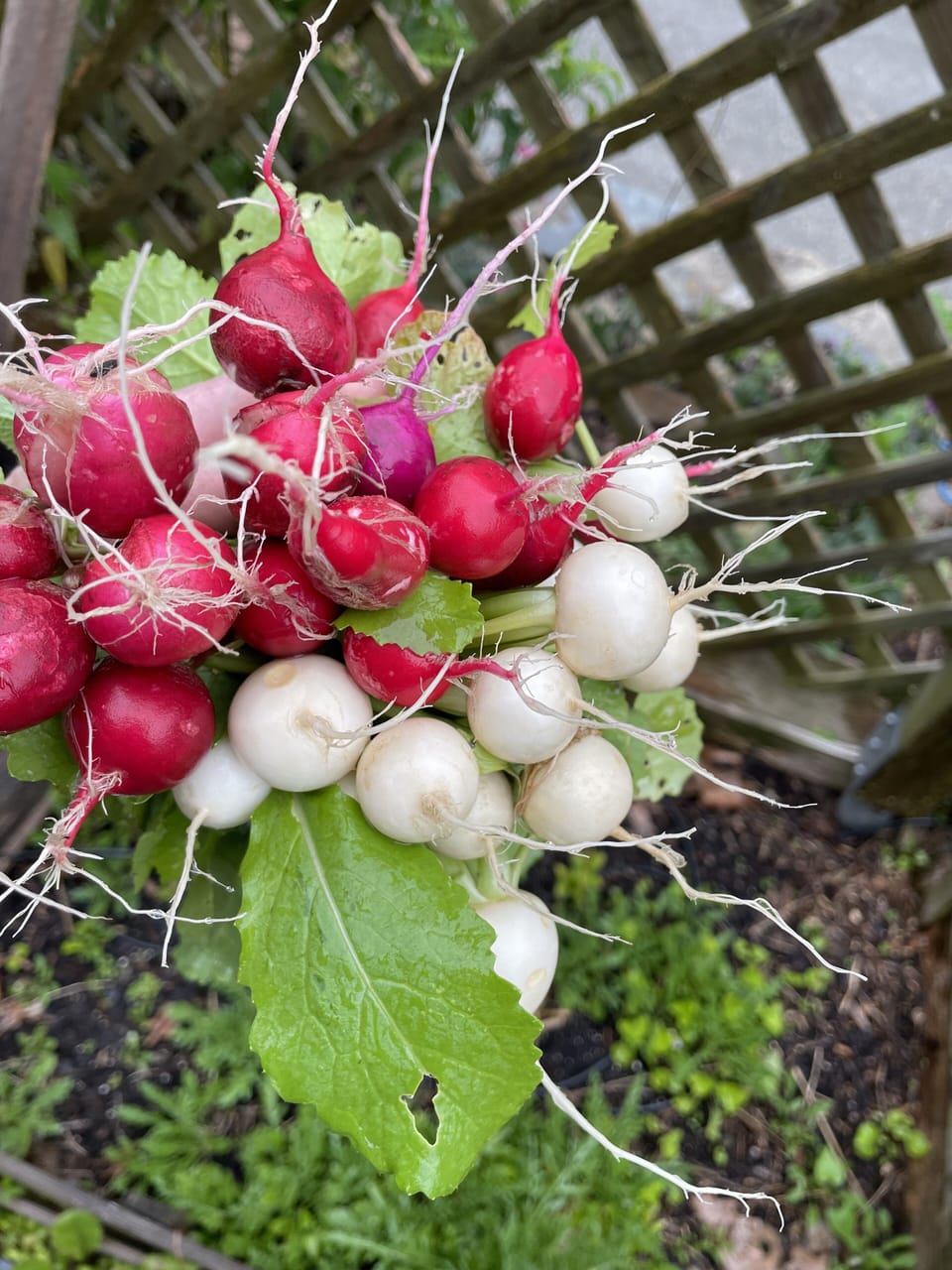 radishes!