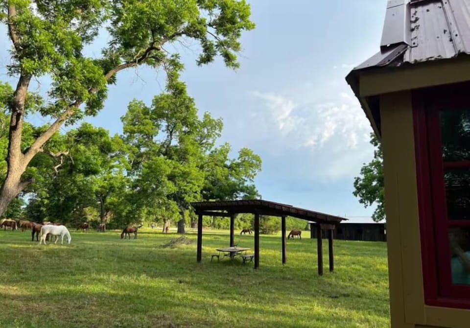 Enjoy the horses graze while you relax under huge pecan trees. Picnic table, tree swing and fire pit