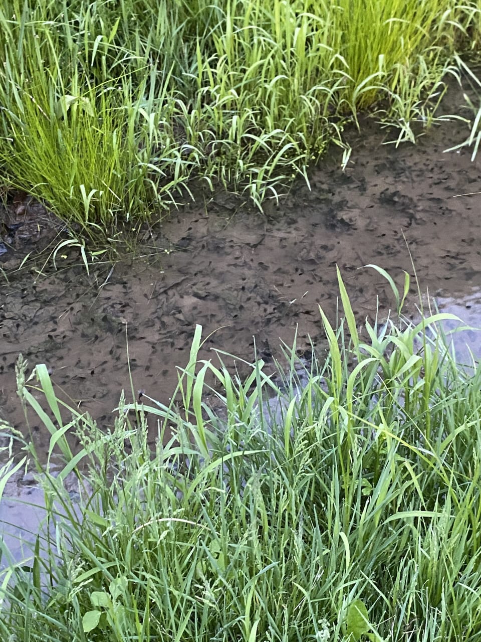 Tadpoles in the creek.