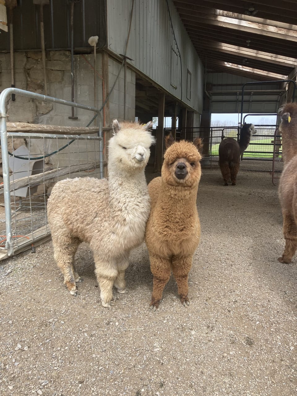 Part of the Lazy Acre Alpacas Farm, You will be treated to a complementary tour.