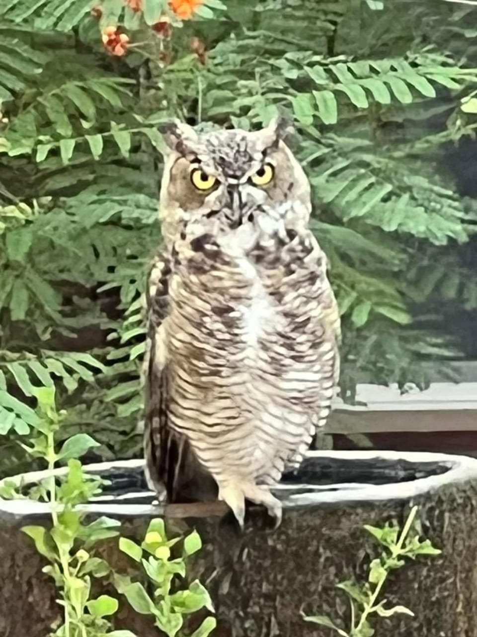 Handsome Owl!