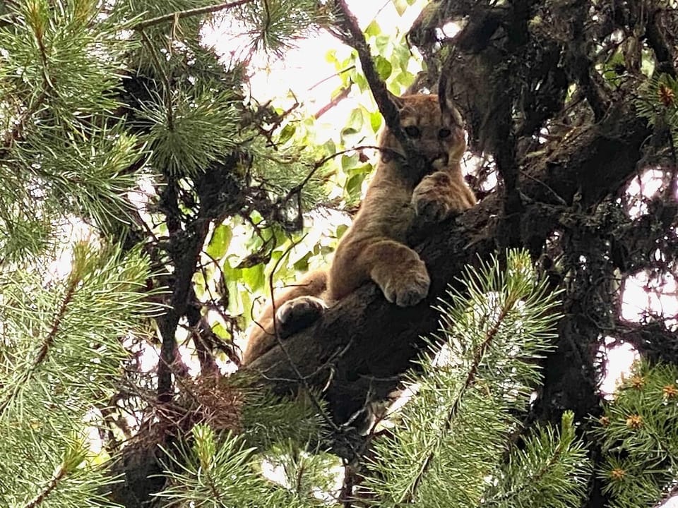 Visitor to the Forest below