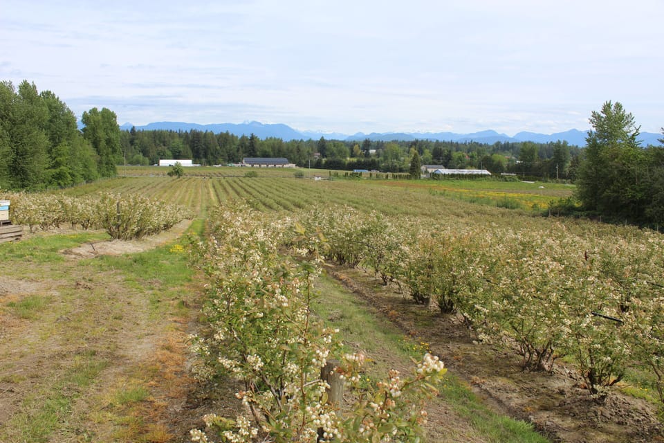 View of the Farm