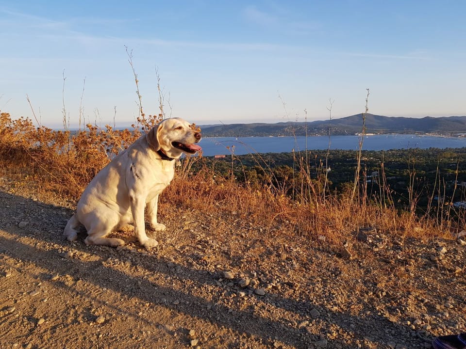 Pet-friendly