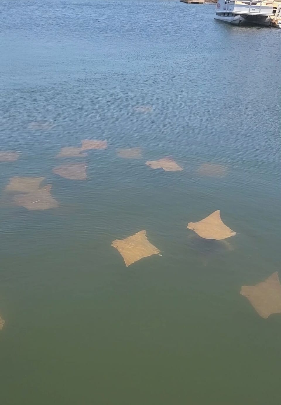 stingrays during mating season can be seen here everyday in large groups