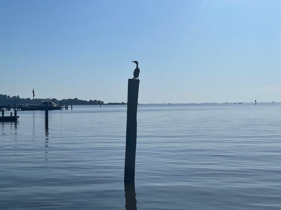 We have so many types of birds!