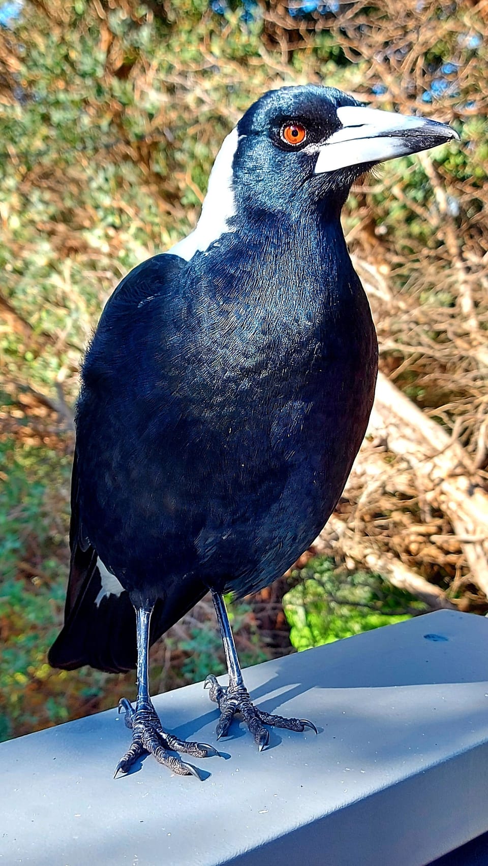 Magpie