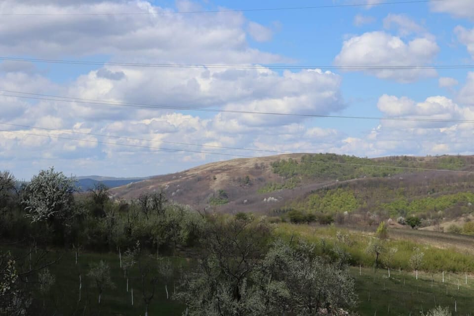Image 31