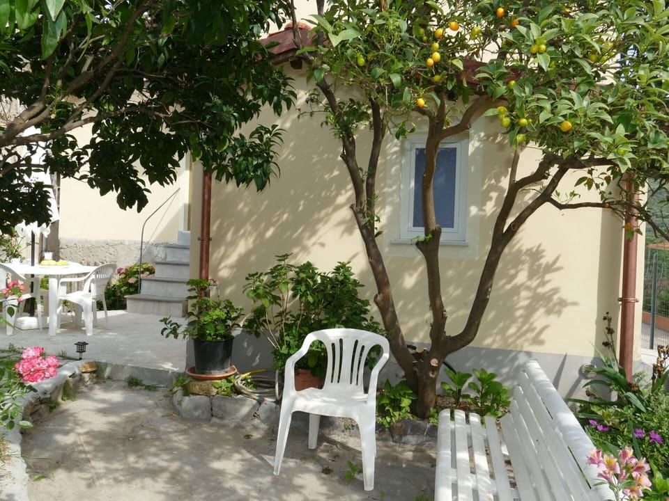 Plant, Property, Building, Window, Botany, Lighting, Architecture, Outdoor Furniture, Vegetation, Tree