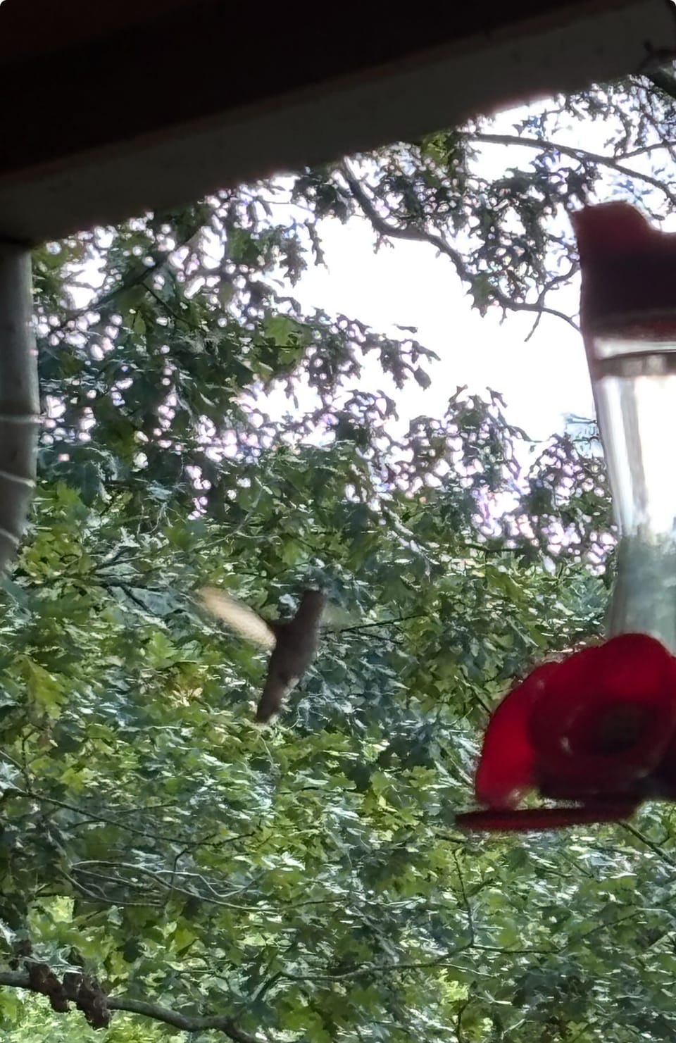 Hummingbird!