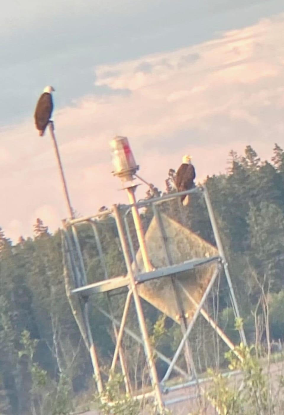 Eagle perch on Dog Island (Next door)