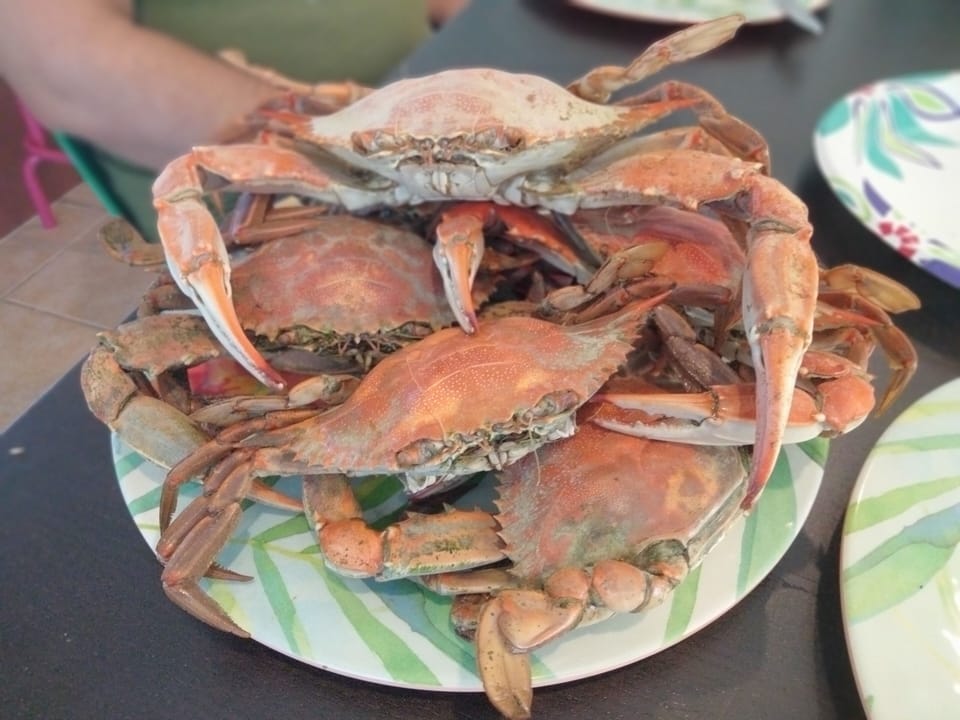 Actual crabs caught at the crabbing pier!