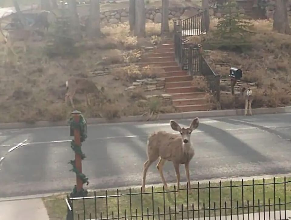 sweet lil deer in front yard