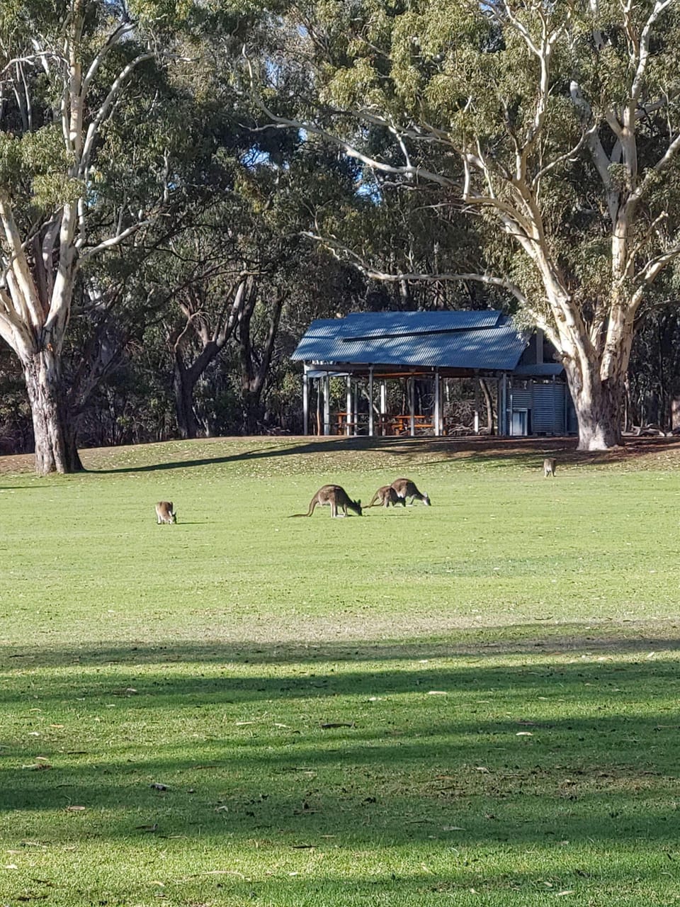 More Kangaroos