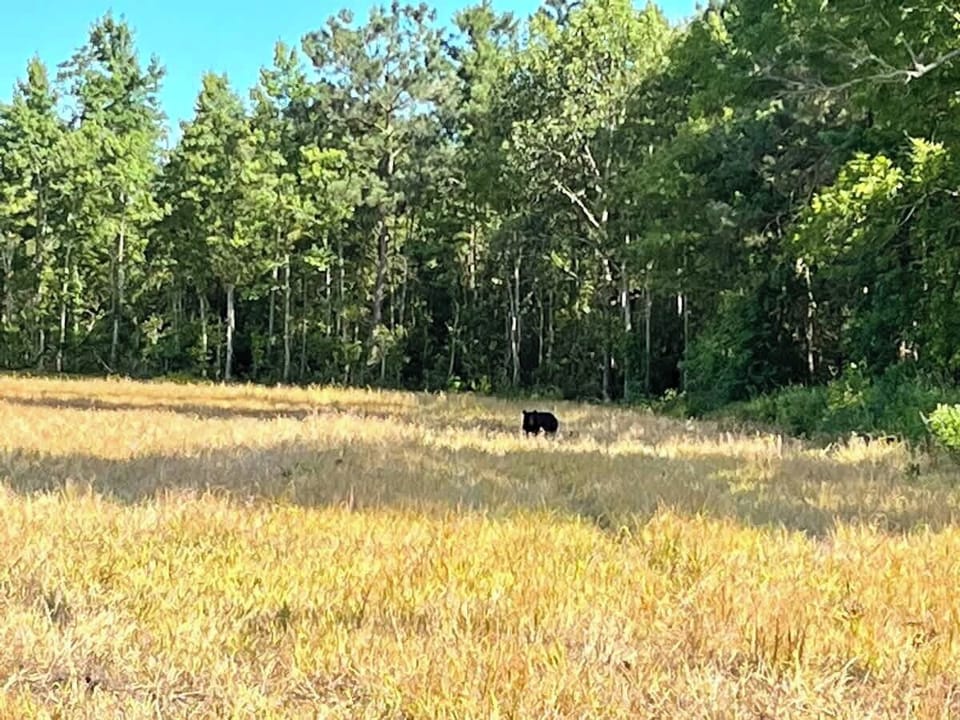 Black bear in front of the house.