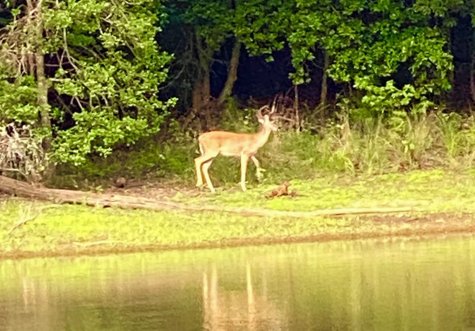 Buck across the lake