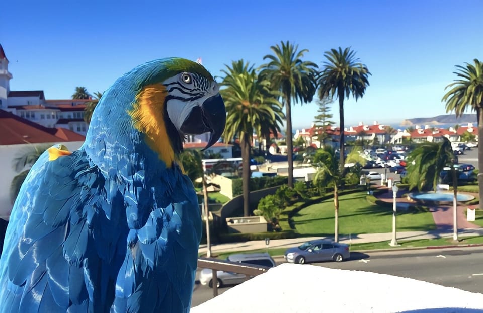 Ms Cody, resident of the Coronado Beach Resort.  You may visit her in the lobby.