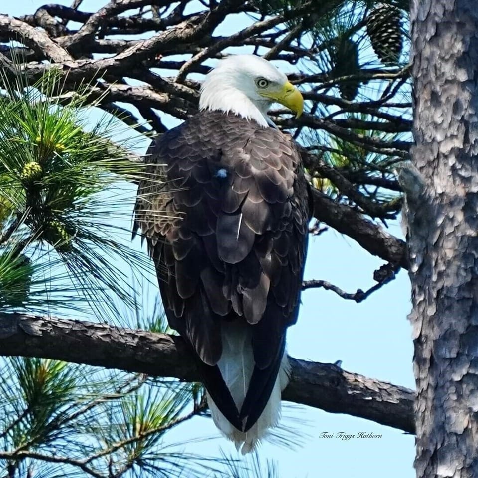 Lookout For the Bald Eagles!!