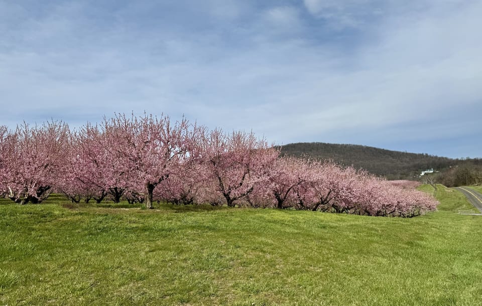 Peach and cherry blossoms are the first to arrive, followed by apples.