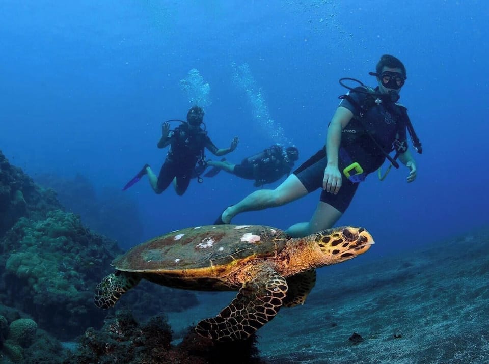 ... UNLESS YOU ENCOUNTER A TURTLE (IRT - Antoine Mettra)