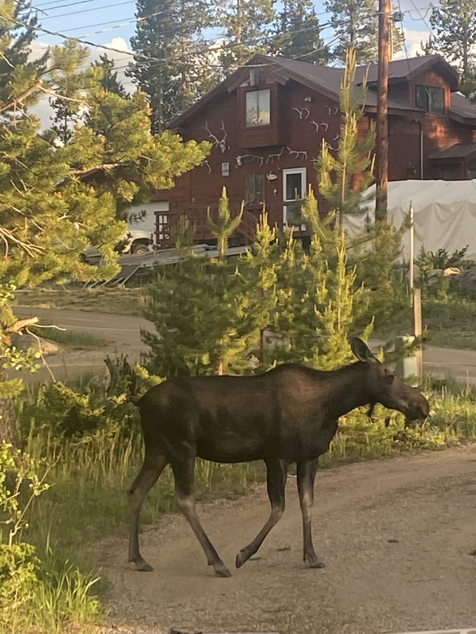 Moose in the driveway