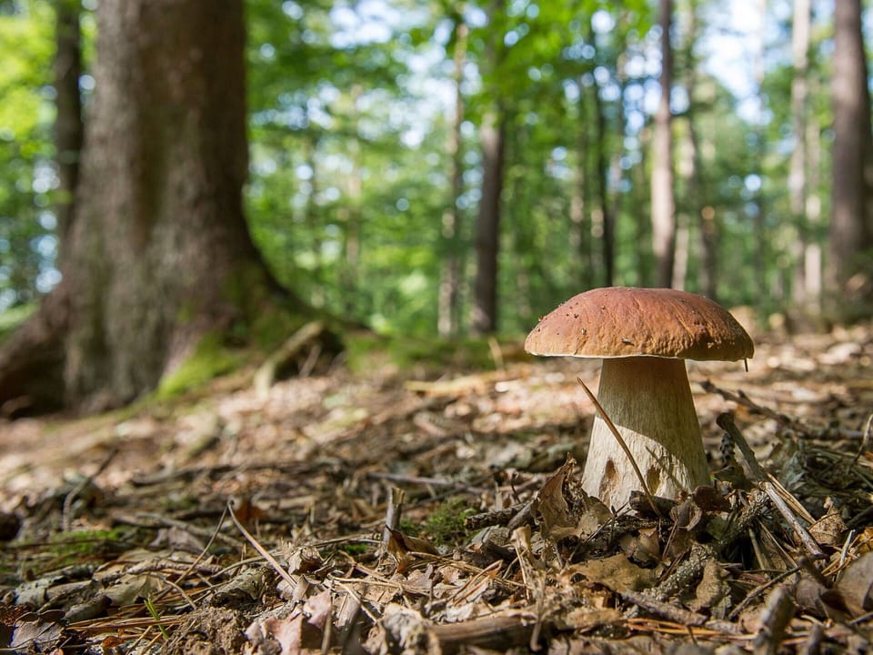 Leaf, Nature, Natural Environment, Fungus, Ingredient, Wood, Natural Landscape, Bolete, Plant Community