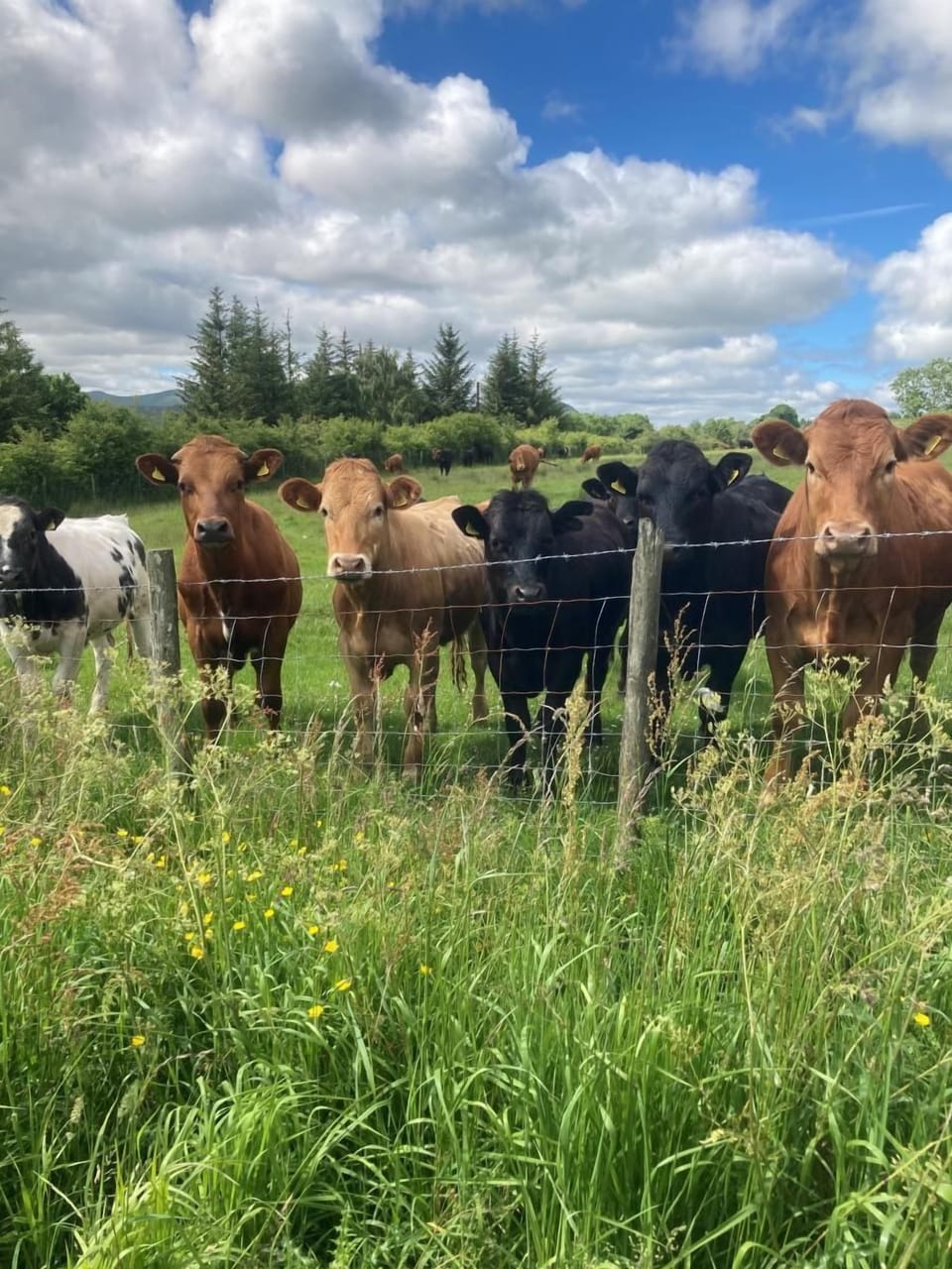 The neighbours!
