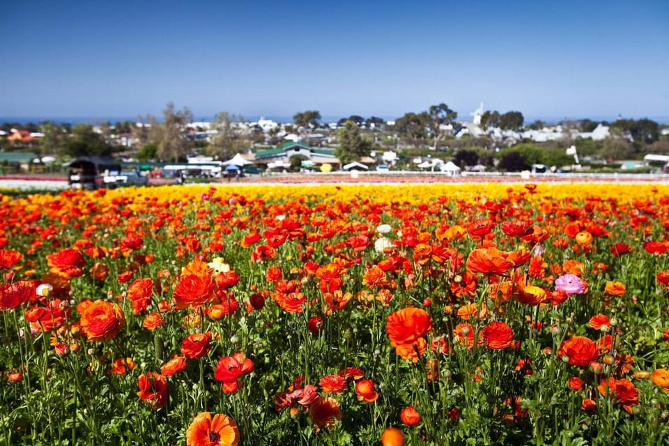 A short drive to flower fields (open seasonally)