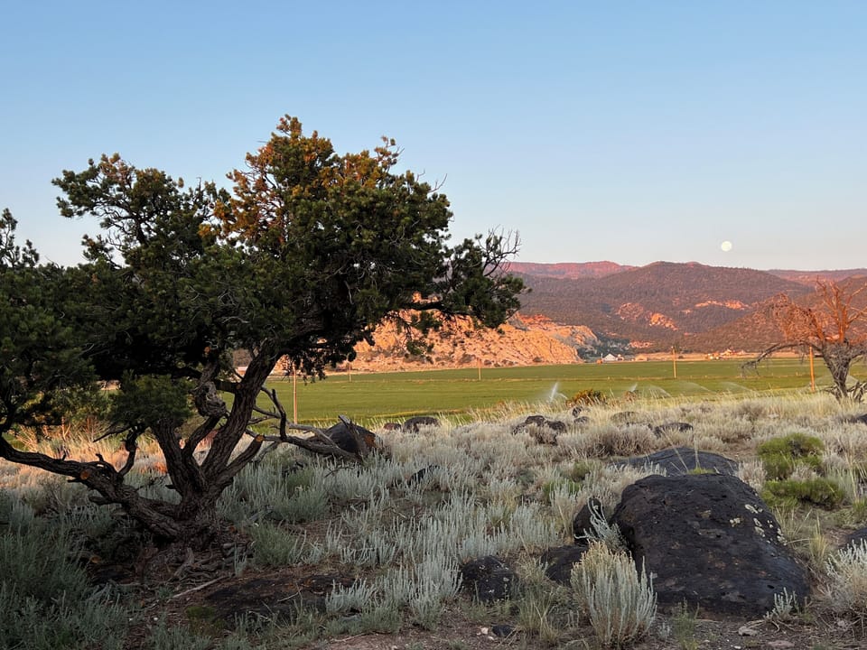 Alfalfa field and Boulder
 Mountain