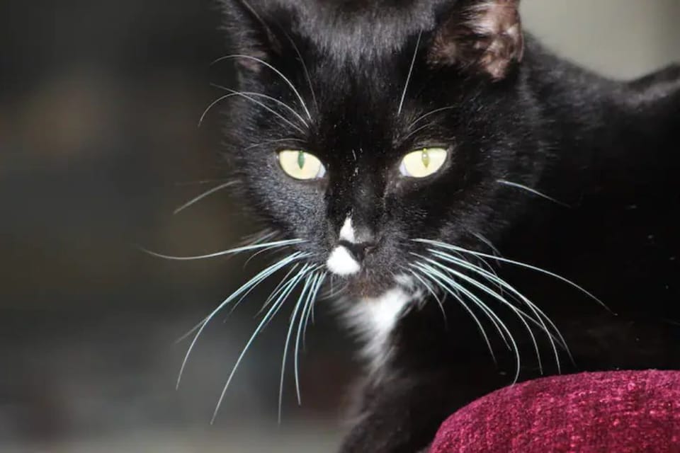 Mr Cash Kitty