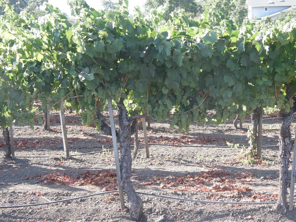 Local vineyard