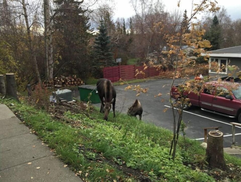 Mama & baby moose in parking area (do not approach)