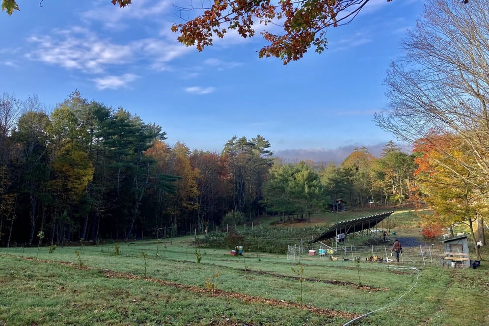 The view from our young hazelnut orchard.