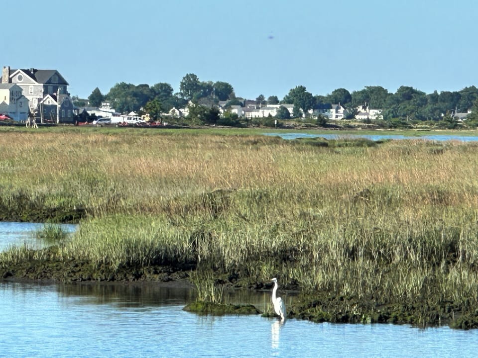 An egret in the marsh