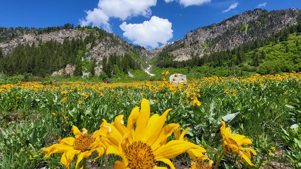 Wildflowers in Big Elk