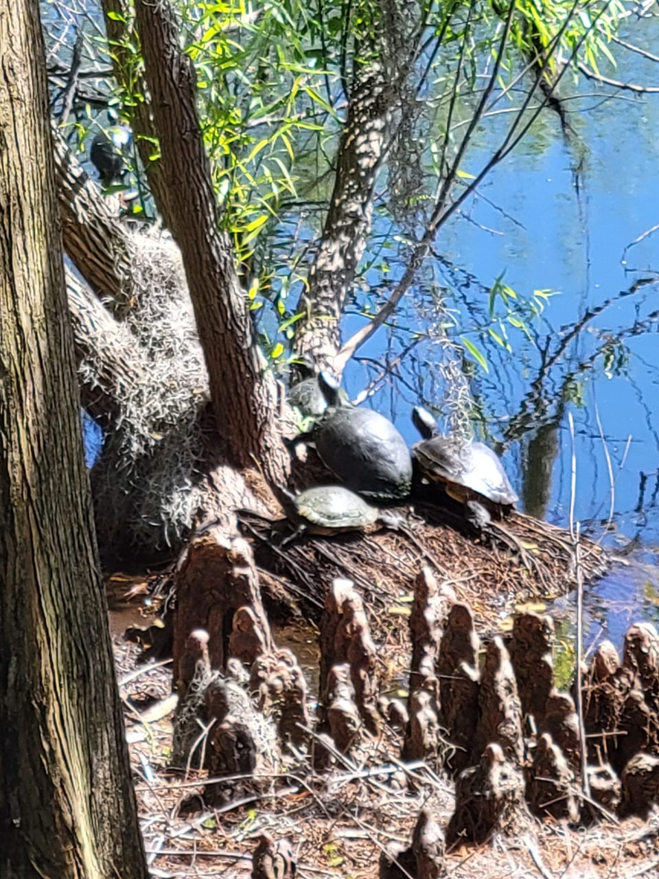 Turtles abound on the ponds