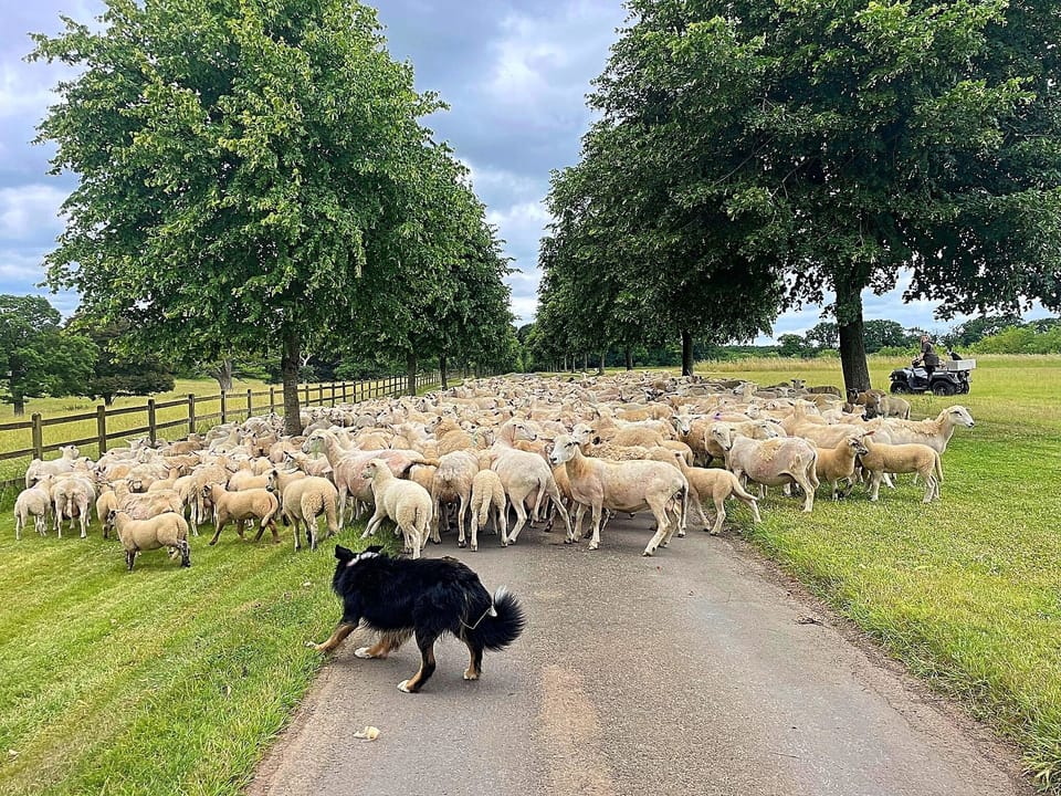Working farm