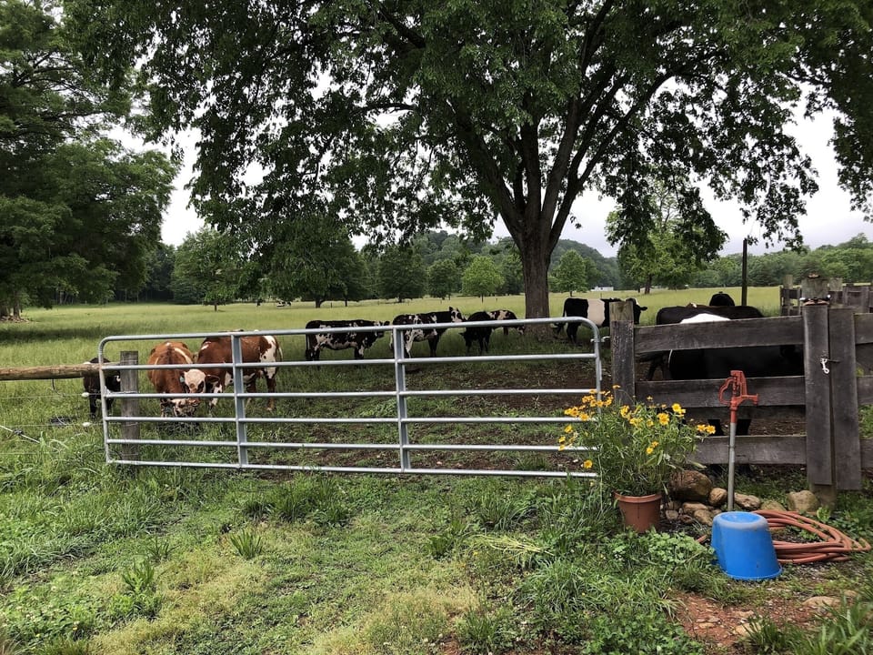 Pasture and mountain view from the barn