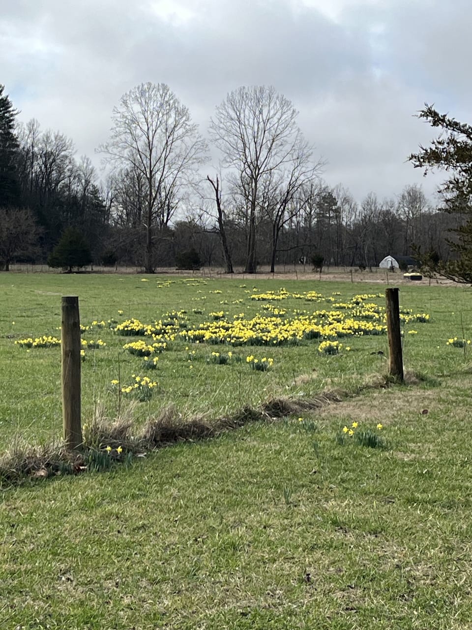 Our farm awash with daffodils