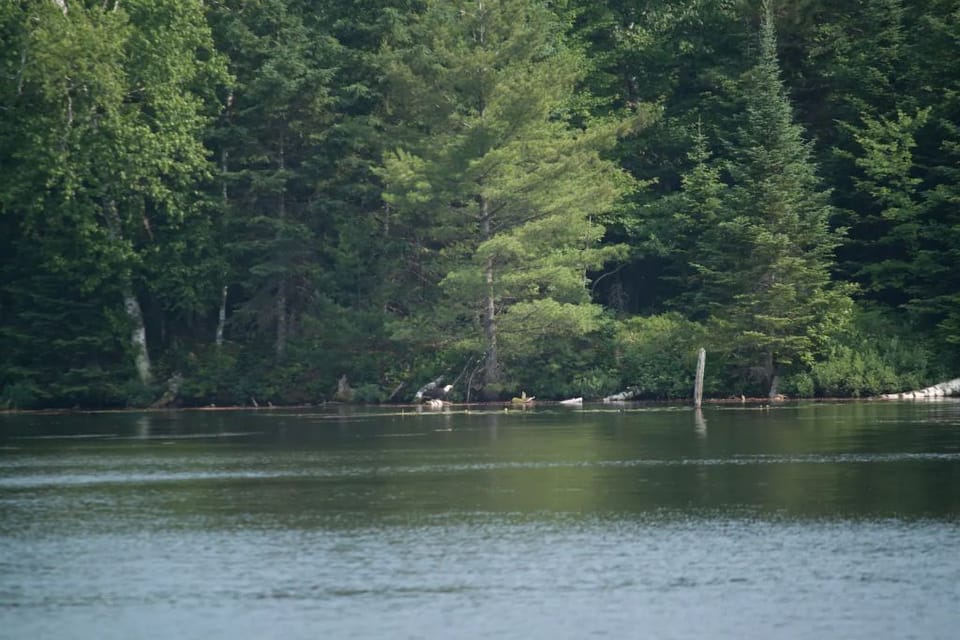 Very common to have bald eagles almost every day on the bay