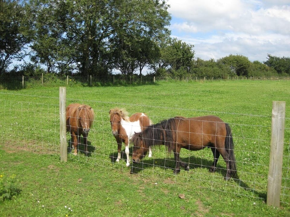 Our 3shetland ponies
