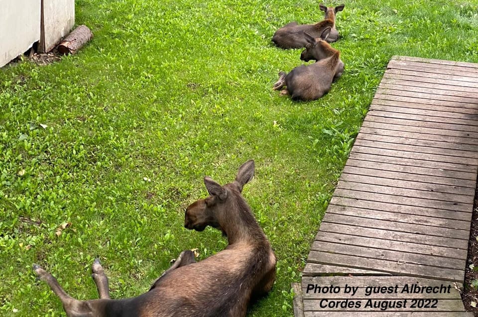 A guest sent me this picture of a mom and two baby moose in the yard outside of Midnight Sun renal.