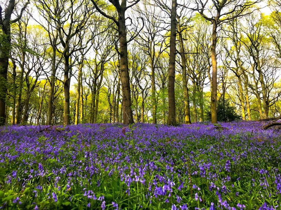 Bluebell woodlands behind house